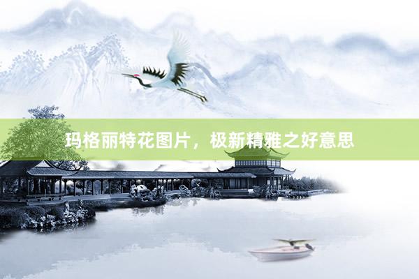玛格丽特花图片，极新精雅之好意思